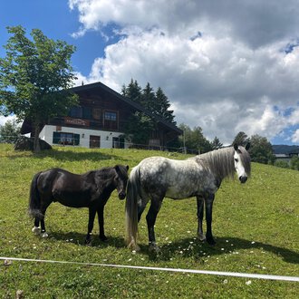 Two horses are standing on a green meadow in front of a house. The sky is blue with some clouds. | © Sabine Eberle