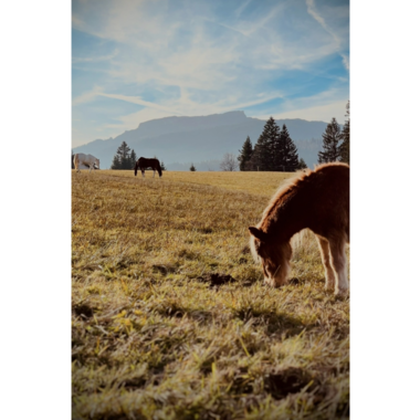 Eine weite Wiese mit grünem Gras und einigen Pferden im Hintergrund. Der Himmel ist klar und die Berge sind in der Ferne sichtbar.