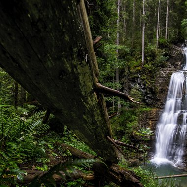 A beautiful waterfall flowing through a dense forest. Surrounded by green plants and tall trees. | © Kleinwalsertal Tourismus | Dominik Berchtold