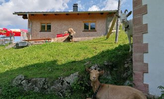 Eine ländliche Szene mit einem Holzhaus und einer grünen Wiese. Zwei Ziegen und eine Kuh entspannen vor dem Gebäude. | © Zwerenalphütte | Patricia Rinner