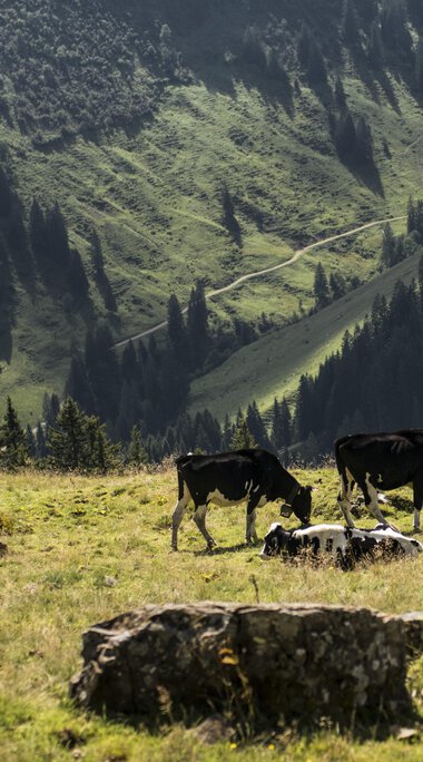 Cows and sheep grazing on a mountain meadow in the Black Forest, surrounded by green hills and forests, on a sunny day. | © Kleinwalsertal Tourismus eGen • Photographer: Andre Tappe