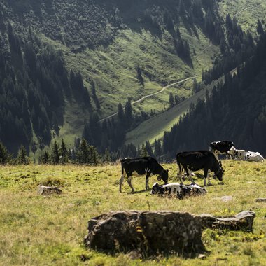 Cows and sheep grazing on a mountain meadow in the Black Forest, surrounded by green hills and forests, on a sunny day. | © Kleinwalsertal Tourismus eGen • Photographer: Andre Tappe
