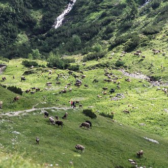 Mountain landscape with many yaks grazing on green meadows, surrounded by steep mountain walls, with waterfalls in the background. | © Kleinwalsertal Tourismus eGen • Photographer: Andre Tappe
