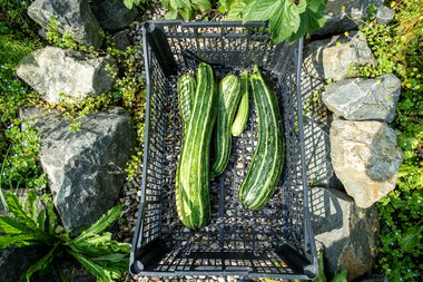 Four large zucchinis placed in a black plastic basket on a stone garden, surrounded by green plants and rocks. | © Kleinwalsertal Tourismus eGen • Photographer: Dominik Berchtold