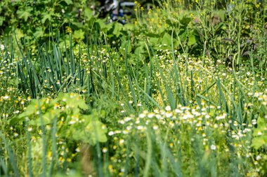A permaculture garden with various green plants, herbs, and flowers thriving in summer. | © Kleinwalsertal Tourismus eGen • Photographer: Dominik Berchtold