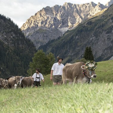 Men herding cows during the cattle drive in a mountainous landscape with high mountains in the background. | © Kleinwalsertal Tourismus eGen • Photographer: Frank Drechsel