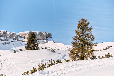 Winter landscape at Ifen ski resort with snow-covered slopes, trees, and a clear blue sky. | © Kleinwalsertal Tourismus eGen • Photographer: Oliver Farys