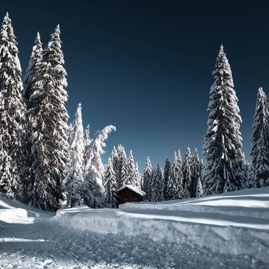 Winterliche Schneelandschaft mit verschneiten Tannen und einer kleinen Hütte im Hintergrund, unter klarem blauen Himmel. | © Kleinwalsertal Tourismus eGen • Fotograf: Robert Niederwolfsgruber