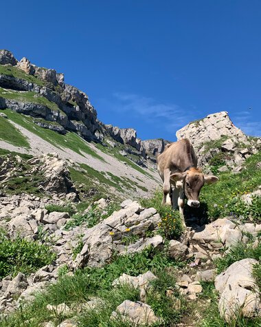 Kuh auf einem felsigen Bergpfad mit grüner Vegetation und großen Steinen, umgeben von felsigen Bergen unter einem klaren blauen Himmel. | © Kleinwalsertal Tourismus eGen