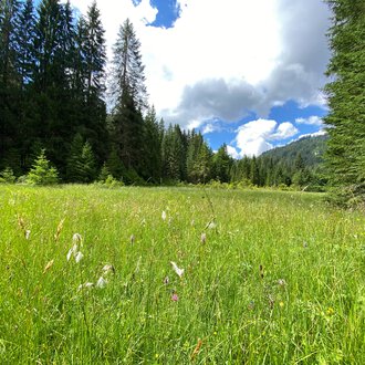 Grünes Wiesental mit wilden Blumen, umgeben von hohen Tannen im Hintergrund, bei sonnigem Himmel und einigen Wolken. | © Kleinwalsertal Tourismus eGen