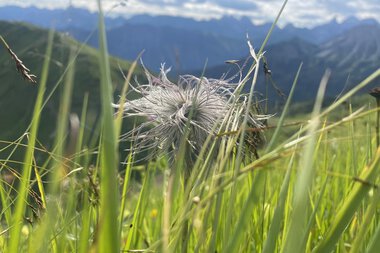 Wild Alpine Anemone in a green meadow with mountains and cloudy sky in the background. | © Kleinwalsertal Tourismus eGen