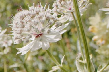 Close-up of an Alpine Valerian plant with white flowers and long stamens in a natural setting. | © Kleinwalsertal Tourismus eGen