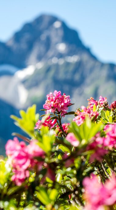 Bunte Alpenrosen vor einer Bergkulisse mit schneebedeckten Gipfeln im Hintergrund. | © Kleinwalsertal Tourismus eGen • Fotograf: Dominik Berchtold