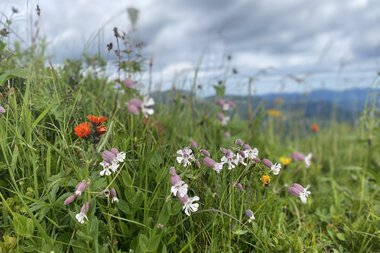 Colorful flowers and grass in a meadow under a cloudy sky, with mountains in the background. | © Kleinwalsertal Tourismus eGen