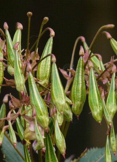 Close-up of Himalayan balsam flower with long green seed pods and pink blossoms in the center. | © Picture from Hans on Pixabay
