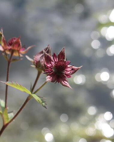 Close-up of a plant with reddish flowers against a blurred background resembling water and light reflections. | © Photo from Pixabay by sternbea