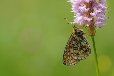Pearl-bordered fritillary butterfly on a pink flower drinking nectar | © Kleinwalsertal Tourismus eGen • Photographer: Petra Schattanek