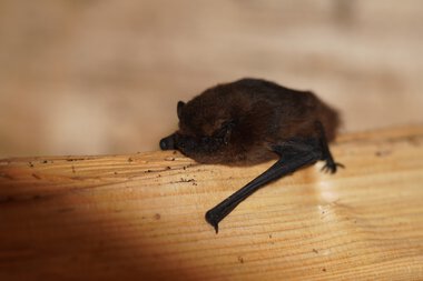 A dwarf bat resting on a piece of wood. | © Kleinwalsertal Tourismus eGen • Photographer: Petra Schattanek