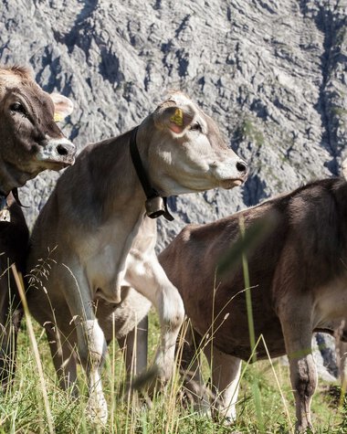 Three cows grazing on grass in front of a rocky mountain, facing right, sunlight shining. | © Kleinwalsertal Tourismus eGen • Photographer: Frank Drechsel