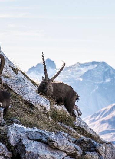 Zwei Steinböcke klettern auf felsigem Gelände vor einer Bergkulisse, mit Schnee bedeckten Gipfeln im Hintergrund. | © Kleinwalsertal Tourismus eGen • Fotograf: Frank Drechsel