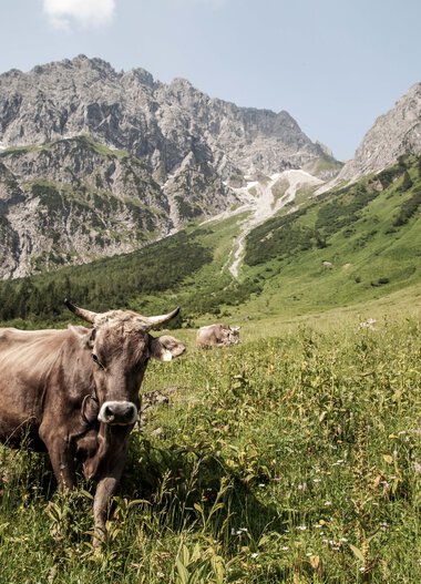 Kühe und Rinder grasen in einer grünen Wiesenlandschaft mit Bergen im Hintergrund. | © Kleinwalsertal Tourismus eGen • Fotograf: Frank Drechsel